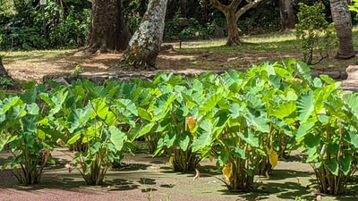 棕壤上的绿叶植物